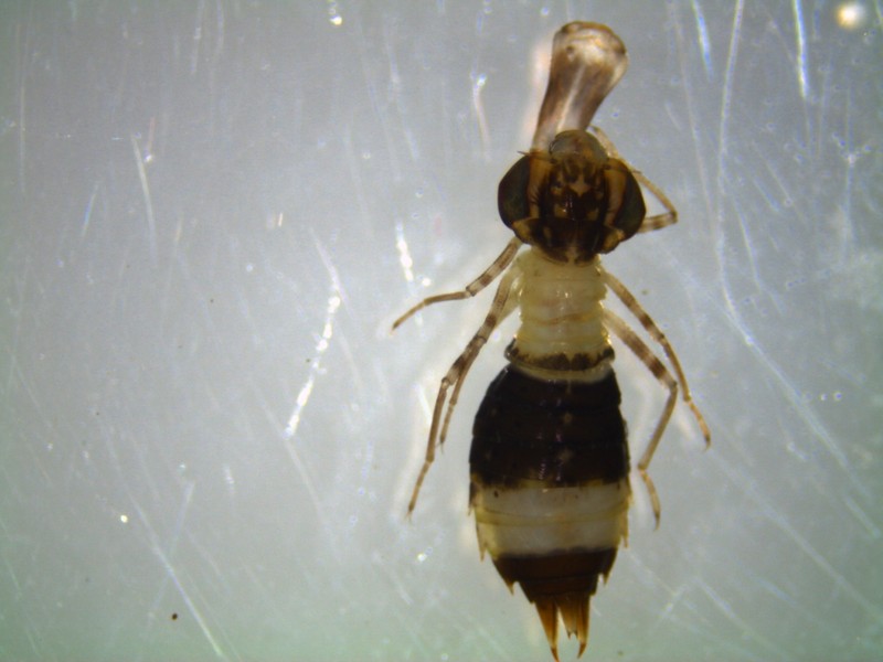 Quale Odonata? ecco una larva...